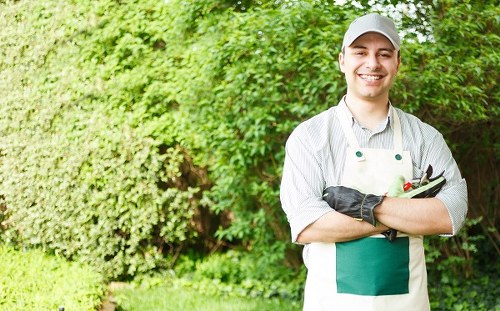 Professional gardener trimming a hedge